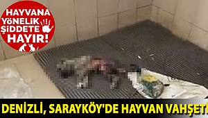 Denizli, Sarayköy'de hayvan vahşeti: Hayvanlar çürümeye terk edilmiş