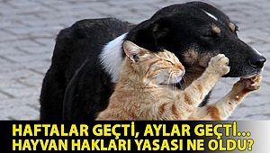 Haftalar geçti, aylar geçti... Hayvan hakları yasası ne oldu?