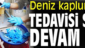 İzmir'de deniz kaplumbağasının tedavisi Sasalı'da devam ediyor