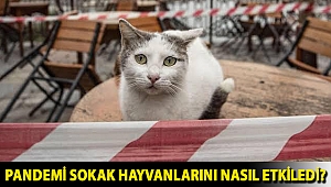 PANDEMİ SOKAK HAYVANLARINI NASIL ETKİLEDİ?