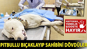 Pitbullu bıçaklayıp sahibini dövdüler