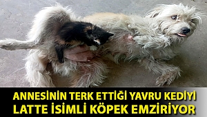 Annesinin terk ettiği yavru kediyi Latte isimli köpek emziriyor