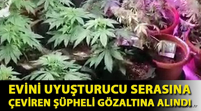 Evini uyuşturucu serasına çeviren şüpheli gözaltına alındı