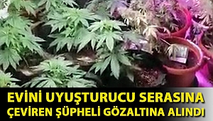 Evini uyuşturucu serasına çeviren şüpheli gözaltına alındı