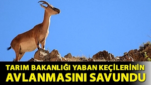 Tarım Bakanlığı yaban keçilerinin avlanmasını savundu