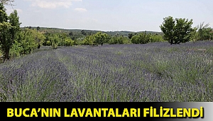 Buca’nın lavantaları filizlendi