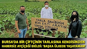 Bursa'da bir çiftçinin tarlasına kendisinden habersiz ayçiçeği ekildi: 'Başka ülkede yaşayamam'