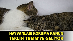 Hayvanları Koruma Kanun Teklifi TBMM'ye geliyor