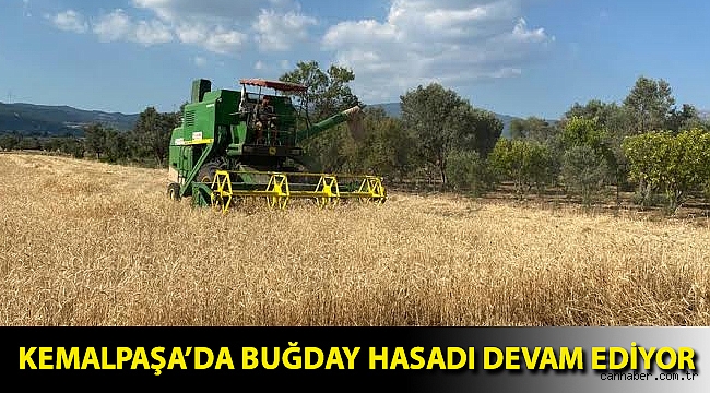 Kemalpaşa’da buğday hasadı devam ediyor