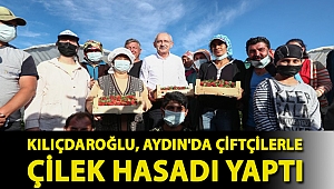 Kılıçdaroğlu, Aydın'da çiftçilerle çilek hasadı yaptı