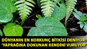 Dünyanın en korkunç bitkisi deniyor: 'Yaprağına dokunan kendini vuruyor'