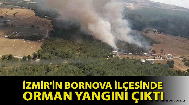 İzmir'in Bornova ilçesinde orman yangını çıktı