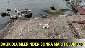 Küçükçekmece Gölü’nde balık ölümlerinden sonra martı ölümleri