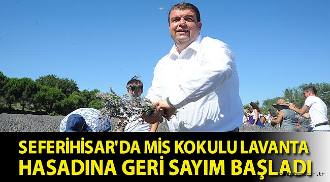 Mis kokulu lavanta hasadına geri sayım başladı