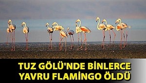 Tuz Gölü'nde binlerce yavru flamingo öldü