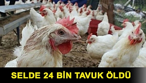 Bartın'da selde 24 bin tavuk öldü