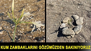 Kum zambaklarını gözümüzden sakınıyoruz…