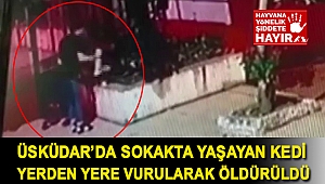 Üsküdar’da sokakta yaşayan kedi yerden yere vurularak öldürüldü