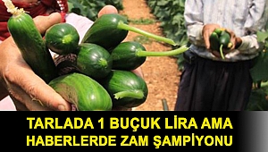 Amasyalı çiftçi Ömer Sarı, salatalığın neden zam şampiyonu olduğunu açıkladı