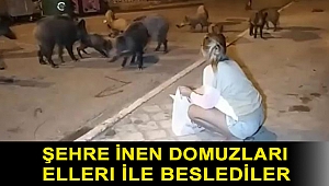 Şehre inen domuzları elleri ile beslediler