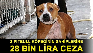 Van'da sokak köpeğine saldıran 2 pitbull köpeğinin sahiplerine 28 bin lira ceza