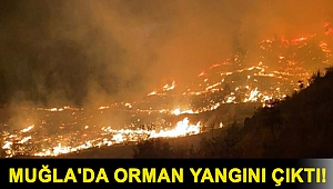 Muğla'da orman yangını çıktı!