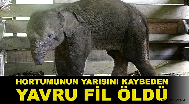 Avcıların tuzağına takılıp hortumunun yarısını kaybeden yavru fil öldü