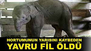 Avcıların tuzağına takılıp hortumunun yarısını kaybeden yavru fil öldü