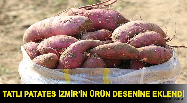 Tatlı Patates İzmir’in Ürün Desenine Eklendi