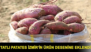 Tatlı Patates İzmir’in Ürün Desenine Eklendi