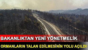Bakanlıktan yeni yönetmelik: Ormanların talan edilmesinin yolu açıldı