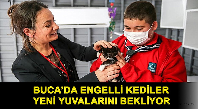 Buca’da engelli kediler yeni yuvalarını bekliyor