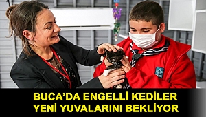 Buca’da engelli kediler yeni yuvalarını bekliyor
