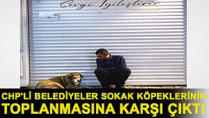 CHP'li belediyeler sokak köpeklerinin toplanmasına karşı çıktı