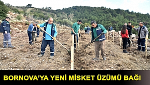 Bornova’ya yeni Misket Üzümü Bağı