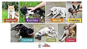 Çiğli’de Tedavileri Yapılan “Sokak Sakinlerine” Yuva Aranıyor