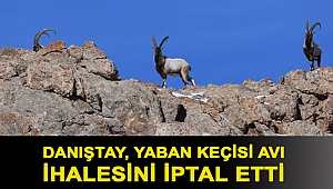 Danıştay, yaban keçisi avı ihalesini iptal etti