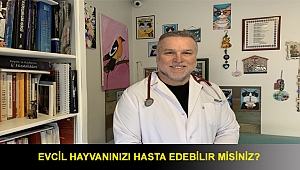 Evcil hayvanınızı hasta edebilir misiniz?
