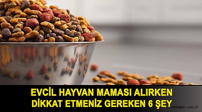 Evcil hayvan maması alırken dikkat etmeniz gereken 6 şey