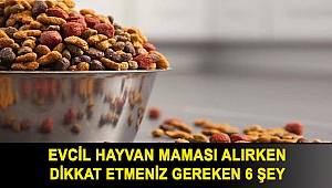 Evcil hayvan maması alırken dikkat etmeniz gereken 6 şey