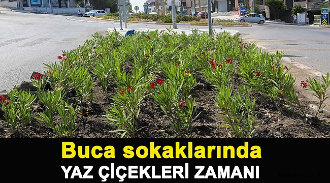 Buca sokaklarında yaz çiçekleri zamanı