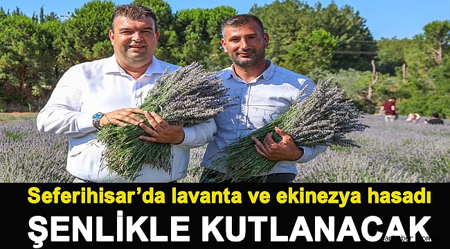 Seferihisar’da lavanta ve ekinezya hasadı şenlikle kutlanacak