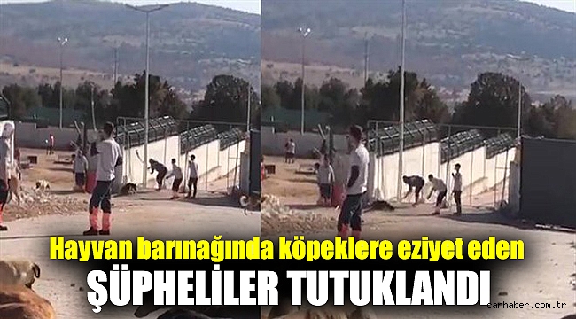 Hayvan barınağında köpeklere eziyet eden şüpheliler tutuklandı
