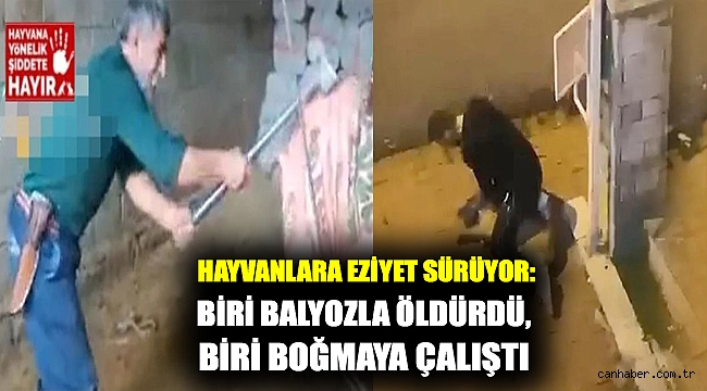 Hayvanlara eziyet sürüyor: Biri balyozla öldürdü, biri boğmaya çalıştı