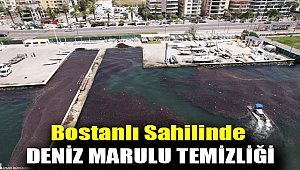 Bostanlı sahilinde deniz marulu temizliği