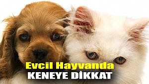 Evcil hayvanda keneye dikkat!