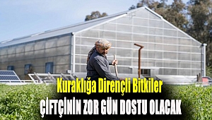Kuraklığa dirençli bitkiler çiftçinin zor gün dostu olacak