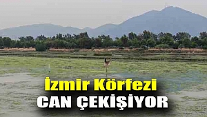 İzmir Körfezi can çekişiyor