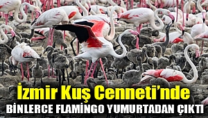 İzmir Kuş Cenneti’nde binlerce flamingo yumurtadan çıktı