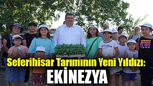 Seferihisar tarımının yeni yıldızı: Ekinezya